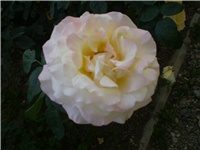 b82b56b2-Picture 313.jpg